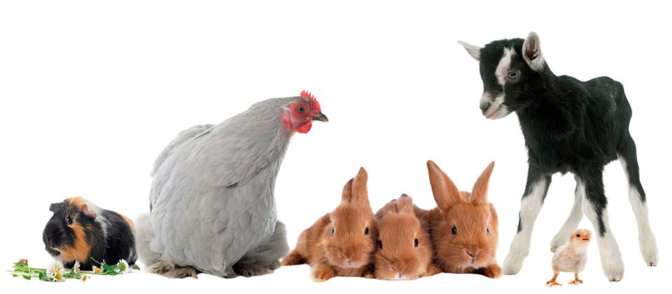 Tratamiento del asma bronquial